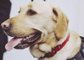 ಪೊಲೀಸರು ಪೋಷಿಸುತ್ತಿದ್ದ ನಾಯಿಯ ವಿರುದ್ದ ಸಾರ್ವಜನಿಕರ ಆಕ್ರೋಶ: ಕಾರಣ ಏನು ಗೊತ್ತಾ?