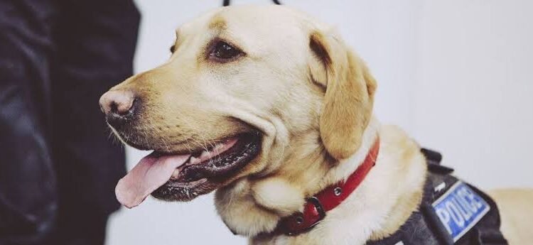 ಪೊಲೀಸರು ಪೋಷಿಸುತ್ತಿದ್ದ ನಾಯಿಯ ವಿರುದ್ದ ಸಾರ್ವಜನಿಕರ ಆಕ್ರೋಶ: ಕಾರಣ ಏನು ಗೊತ್ತಾ?