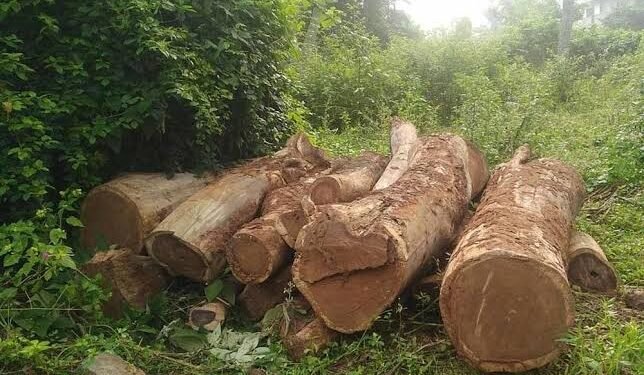 ಮರದ ದಿಮ್ಮಿಗಳ ಅಕ್ರಮ ಸಾಗಾಟ: ಪಿಕ್‌ಅಪ್ ವಶ