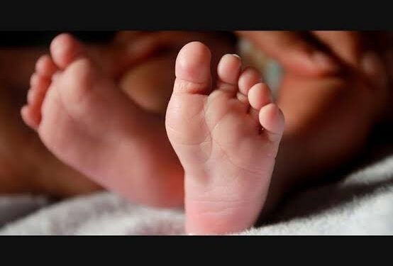 ನಾಯಿ ಹಂದಿಗಳಿಗೆ ಬಲಿಯಾಯ್ತು ನವಜಾತ ಹೆಣ್ಣು ಶಿಶು