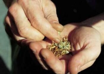 ಗಾಂಜಾ ಸೇವನೆ: ಇಬ್ಬರು ಆರೋಪಿಗಳ ಬಂಧನ